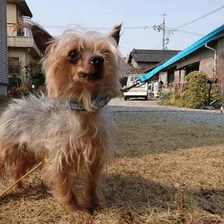 まだまだ元気な10歳のヨークシャーくん！