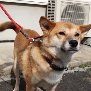 コロちゃんの新しい飼い主さん募集