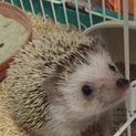 ハリネズミ