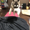 黒い瞳が凛々しいハスキー♂