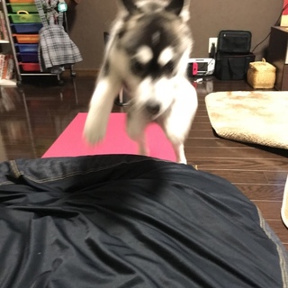 黒い瞳が凛々しいハスキー♂