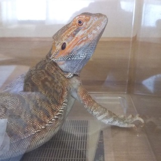 転勤を伴う引っ越しにより飼いきれなくなった為