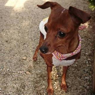 小さくておとなしいミニピンの女の子　詩です。