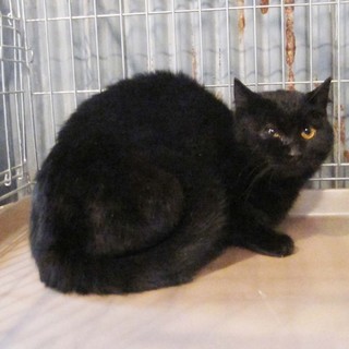 可愛い黒にゃん〜小春ちゃん★