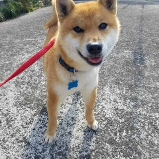 柴犬♂推定2歳のリンタロウ(近畿) 