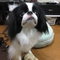 4歳の狆の男の子