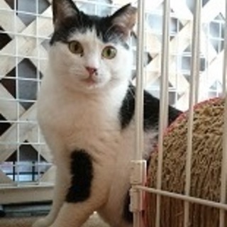猫神様を信じてます！「ひーふーみー」の「みー」です