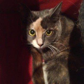 珍しいグレーのサビ・三毛柄の美猫