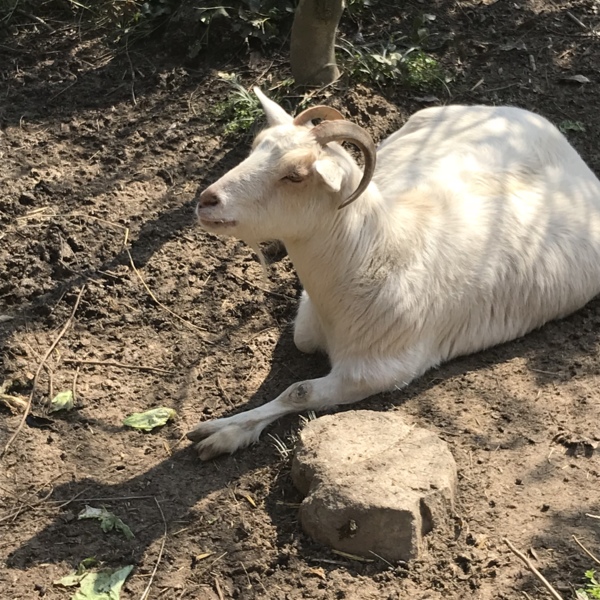 ヤギ メス オス 去勢済 熊本県 爬虫類 他の里親募集 ペットのおうち 月間利用者150万人