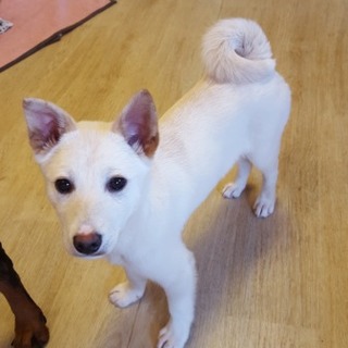 仔犬　生後3か月の男の子