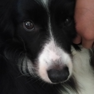 ボーダーコリー女の子の里親様募集