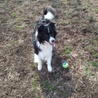 ボーダーコリー女の子の里親様募集 サムネイル3