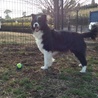 ボーダーコリー女の子の里親様募集 サムネイル4