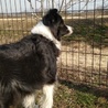 ボーダーコリー女の子の里親様募集 サムネイル5