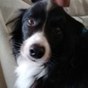 ボーダーコリー女の子の里親様募集 サムネイル6