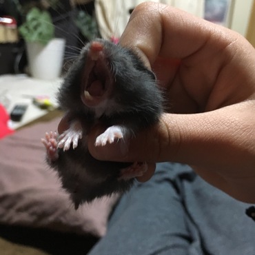 あくび