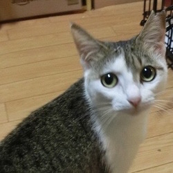 ＊ひなまつり里親会＊一時預かりボランティアさん募集説明会