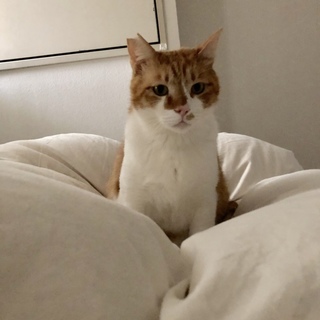 とっても人懐こい、茶白の茶々丸