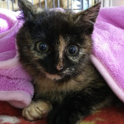 3月3日(土)に愛知県豊川市で犬猫の譲渡会 サムネイル3