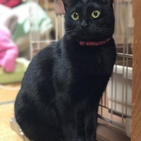 ミニ