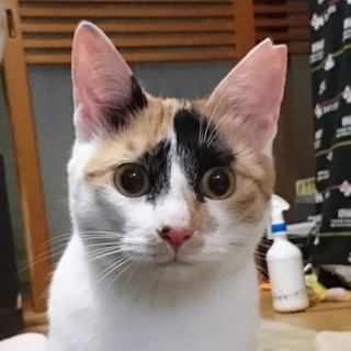  三毛猫レモンちゃん、宜しくお願いします！