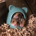 ゴールデンハムスター里親募集！