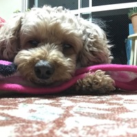 ララ
