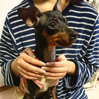 スタイル抜群のミニピン　三歳の女の子です。