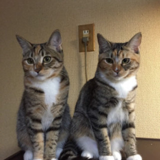 [代理投稿]　サバシロ　美ネコ2姉妹