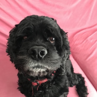 アメリカンコッカーの元気な男の子です！