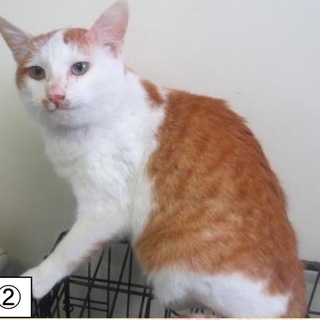 綺麗なグリーンの瞳の茶白くん