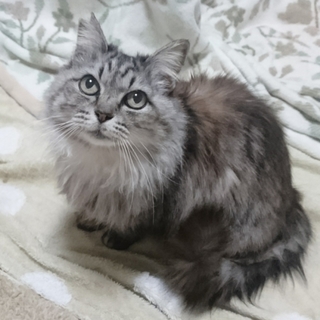 回復したTNRにゃんこのキンちゃん