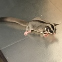 フクモモさんの里親になってくださる方。