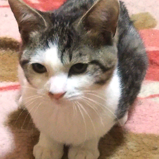 活発で超甘えん坊な男の子。オータムくん。