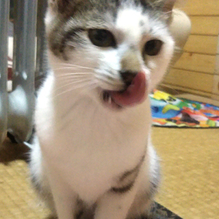 鼻の柄が個性的でかわいい女の子、エルちゃんです。