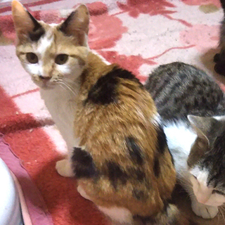 三毛柄がかわいい超甘えん坊の女の子、ケイちゃん。