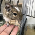 デグー(パイド)里親様 募集してます！