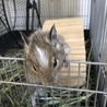 デグー(パイド)里親様 募集してます！ サムネイル2