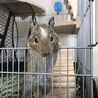 デグー(パイド)里親様 募集してます！ サムネイル3