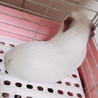モルモットの里親募集 サムネイル2