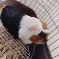 モルモットの里親募集