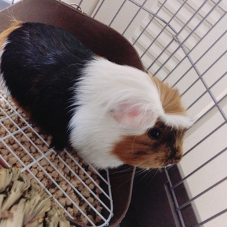 モルモットの里親募集