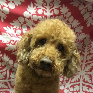 甘えん坊のジンジャー