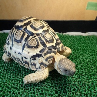 ヒョウモンガメ2匹の里親募集です