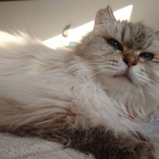 元気になってきたシロちゃん