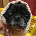 長野県   黒パグ女の子  べろちゃん   