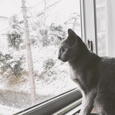 雪が降った日のViVi