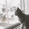 雪が降った日のViVi