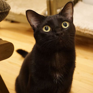 甘えん坊で食いしん坊なビッケです