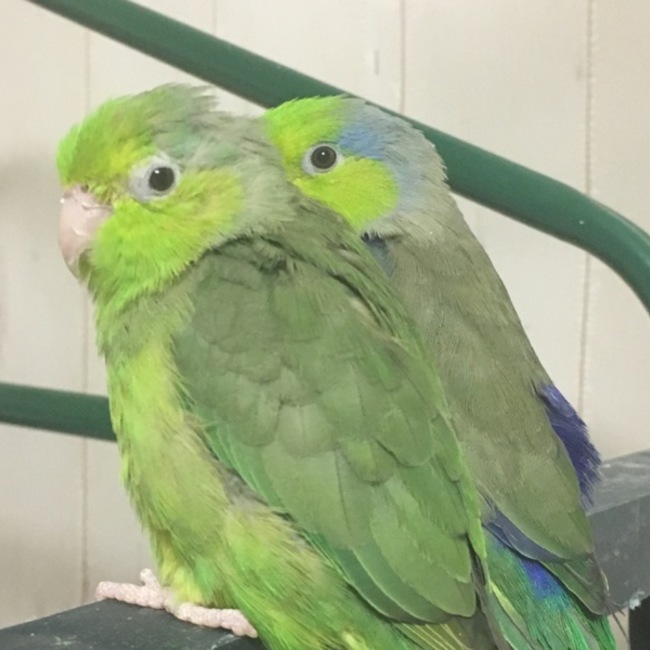 きののVegaのカバー写真